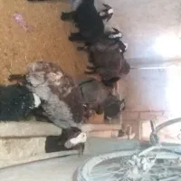 الاغ ماده ۱سال