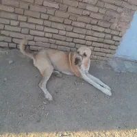 سگ الابای سرکله دار|سگ|سبزوار, ابارش|دیوار