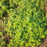 ریشه نعنا(خورموج)