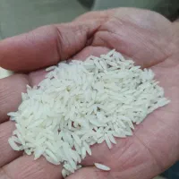 برنج هاشمی|خوردنی و آشامیدنی|رشت, فلسطین|دیوار
