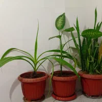 گل و گیاه شاداب|گل و گیاه طبیعی|ابهر, |دیوار