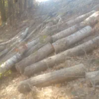 خرید و فروش چوب های جنگلی و میوه و سقفی...