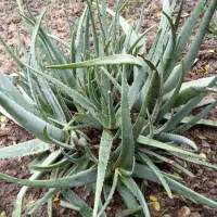 الوورا بوته ای ۱۰هزارتومان