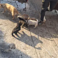 سگ ماده و توله