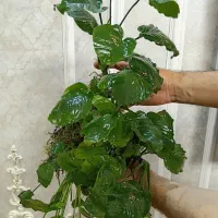 کولونی انابیاس های غول پیکر