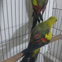 فروش فوری جفت کمیاب نائب السلطنه