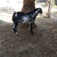 نری تالی داشتی