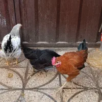 مرغ خروس|حیوانات مزرعه|خاوران, |دیوار