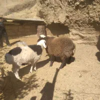 بره نر|حیوانات مزرعه|درمیان, |دیوار