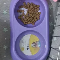 سگ پامر روباهی|سگ|کرمانشاه, |دیوار