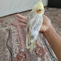 عروس هلندی با کل  و 4 تخم  ب شرط جوجه دهی|پرنده|نیریز, |دیوار
