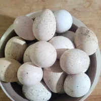 تخم بوقلمون منگوله دار نژاد دار