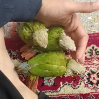 گرینچیک دستی