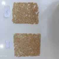 بذردرجه‌یک‌فجراعلا۹۰و۷۵روزه