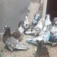 کبوتر پرنده پرشی تهرونی