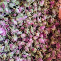 غنچه گل محمدی
