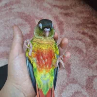 گرینچیک یلوساید ردفاکتور