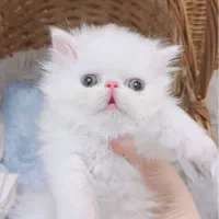 گربه های پرشین سوپر فلت سفید چشم آبی