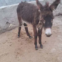 دوتا خر