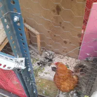 مرغ و جوجه و مرغ تخم گذار