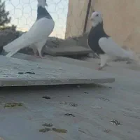 دوتاطوقی ماده  ودوتازیل یه خوشرنگ|پرنده|محمدیه-قزوین, |دیوار