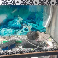 آکفاریون ماهی|ماهی|قزوین, |دیوار