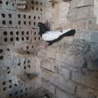 پرنده
