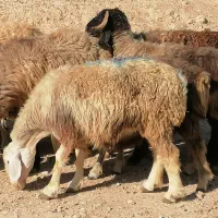 فروش 20 راس میش داشتی ابستن مایه کرده|حیوانات مزرعه|جره و بالاده, |دیوار