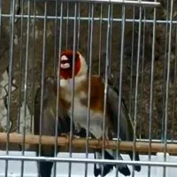 سهره کهنه جفتی متولد قفس مست مست کت بازکن