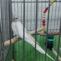 یک جفت عروس هلندی