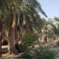 استخدام باغبان ماهر برای هرس نخل