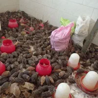 کارکر ساده خانم ایرانی یا اتباع|استخدام سرایداری و نظافت|کهریزک, |دیوار