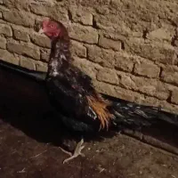 خروس لاری|حیوانات مزرعه|تخت سلیمان, |دیوار