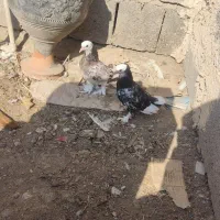 کفتر جوجه درجایی فول|پرنده|میناب, |دیوار