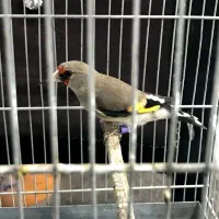 سهره کرمونی اتو کشیده ، قد و قواره دار