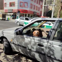 گمشده سگ|حیوانات|اسلام‌شهر, شهرک قائمیه|دیوار