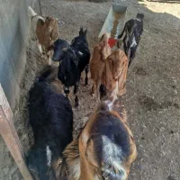 بزغاله چاق شیر مس