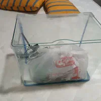 معاوضه|ماهی|دزفول, |دیوار