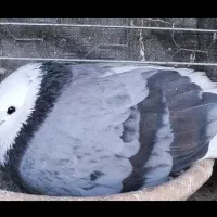 کفتر همه چیز تموم پرش سنگین با گنجه جوجه