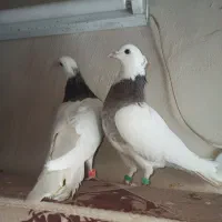 کبوتر طوقی وکله زرد|پرنده|بیرجند, |دیوار