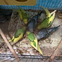 ۶ عدد مرغ عشق به همراه قفس