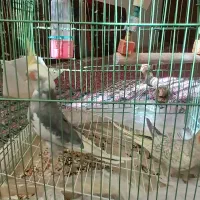 عروس هلندی از نژاد خاص