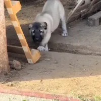 توله کانگال