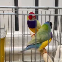 جفت ستاره ای و گلدین و یاسمین|پرنده|الوند, |دیوار