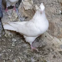 سه عدد کبوتر|پرنده|آبدانان, |دیوار