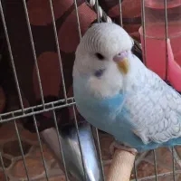 مرغ عشق دستی و زیبا و خاص