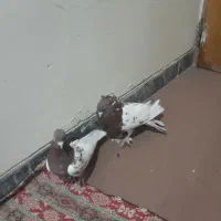 نر و ماده کله سرخ  و شوسیا|پرنده|دورود, |دیوار