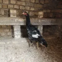 جوجه مرغ لاری