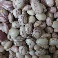 لوبیا چیتی بروجرد تازه