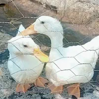 یک جفت اردک سفید